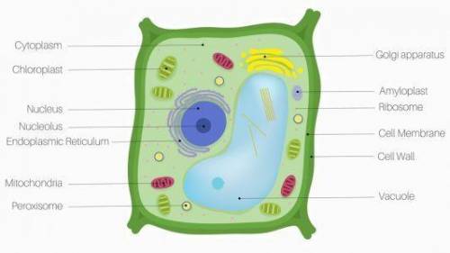 What is the cell structure of a typical plant cellwhat is the cell structure of a typical animal cel