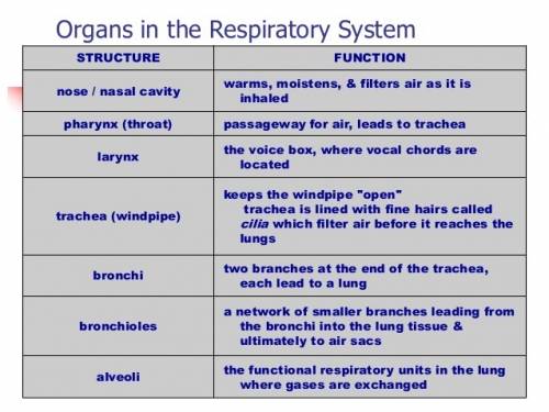 How all the organs in the respiratory system do their job?