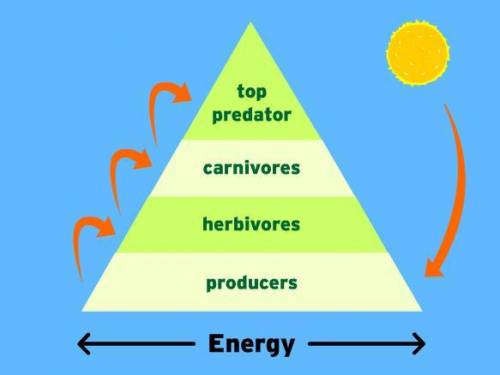This display graphically shows the energy that is available at each trophic level in a a food chain.