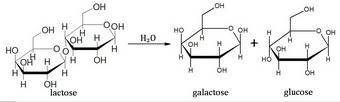 What are the product of hydrolysis and lactose