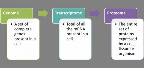 Explain how the transcriptome  us better understand the difference between cells from different type