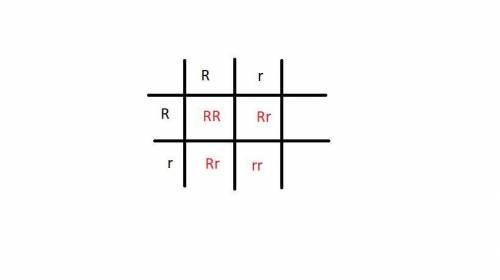 Another punnett square that shows a cross between a heterozygous red bull (rr) and a heterozygous re