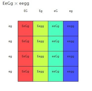 If this trisomic male (ey+ ey-, gw+ gw-) is crossed with a (ey− ey−, gw− gw−) female, what proportio