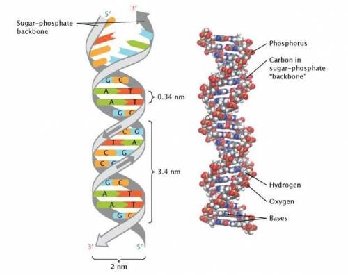 Putting the pieces together :  the discovery of dna structure and replication pogil answers
