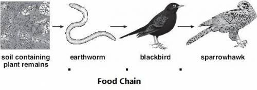 1.how do earthworms return nutrients to the ecosystem?  2. example of a food chain including an eart