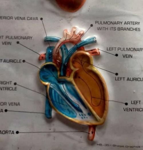 Name the four chambers of the heart.