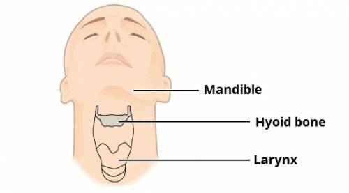The slender, curved bone that is located inferior to the skull between the mandible and larynx is th