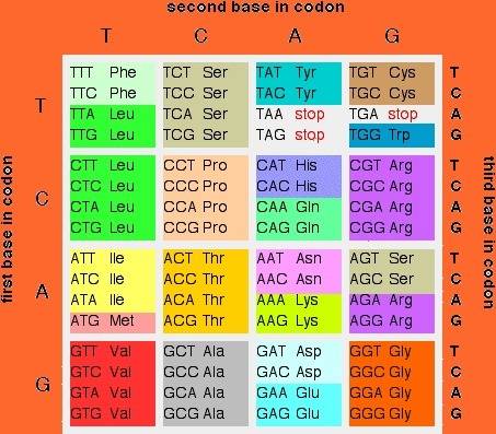 Nucleotide sequences from two strands of dna are shown below. old dna strand:  atg cgc gat tcg new d
