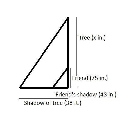 Your friend is trying to calculate the height of a nearby oak tree. you tell him that you learned ho