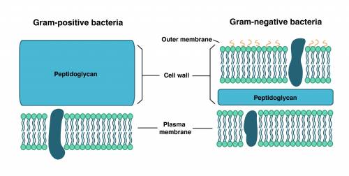 The space between the cell wall and outer membrane in a prokaryotic cell is called the  space.