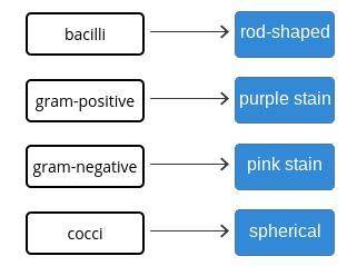 Match the given characteristics to the corresponding prokaryotes. 1. spherical 2. rod-shaped 3. purp