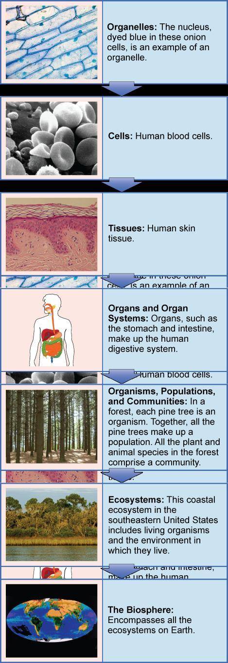 What is the correct order from least inclusive to most inclusive?  organ, organelle, organism organi