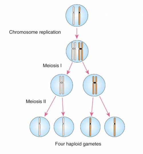 If a muscle cell of a typical organism has 32 chromosomes, how many chromosomes will be in a gamete