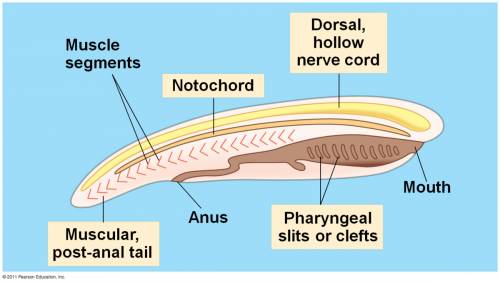 Difference between notochord and dorsal nerve cord