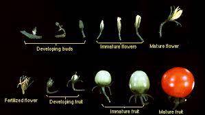 What are the stages of a growing flower! ?