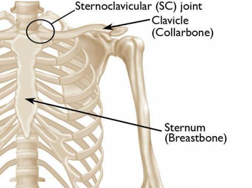The proximal end of the clavicle is closer to the  scapula or sternum possibly? ?