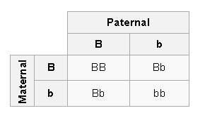 Punnett squares are used by geneticists to determine the likely genotypes of the offspring of two pa