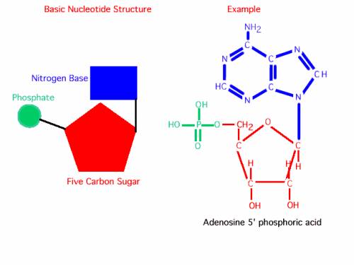 What are the three structural components of a nucleotide?  a. a carboxyl, a sugar, and a phosphate b