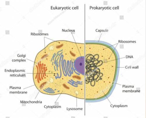 One difference between eukaryotic and prokaryotic cells is that eukaryotic cells  prokaryotic cells.