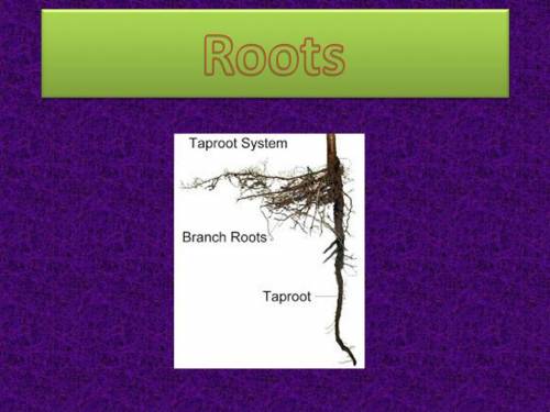 Aside absorbing water and nutrients, what other functions do the roots serve?