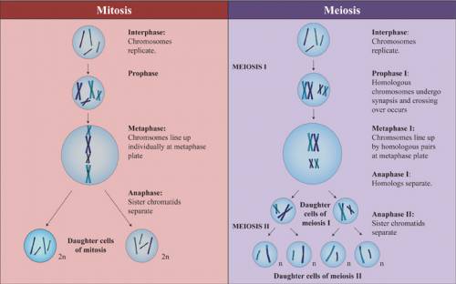 What is the difference between meiosis and mitosis?