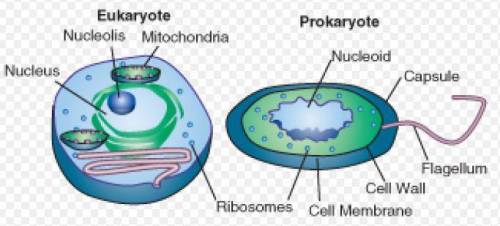 Which structure is found in the cytoplasm of a prokaryotic cell, but is not found in the cytoplasm o