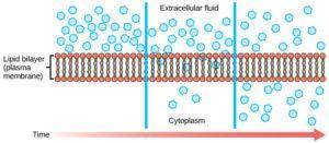 Nutrients enter a cell  the concentration gradient by the process of  a) with;  diffusion  b) agains
