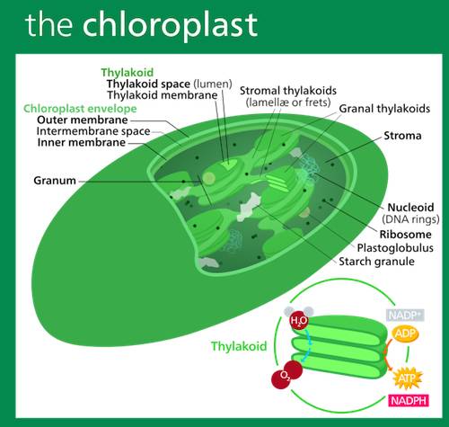 Describe the structure of a chloroplast and the functions of the structural components