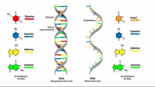 In dna, adenine pairs with  and in rna it pairs with