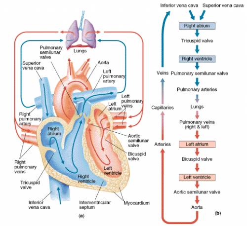 Flow of blood in human heart?  with diagram