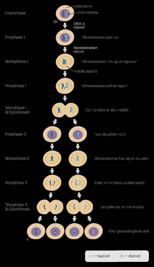 This is a process where a parent cell divides into four sex cells with half the chromosomes.