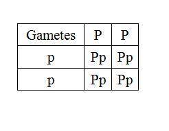 Punnett square are used to show possible combinations of alleles or to predict the probability of a