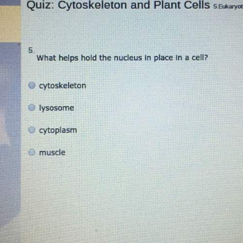 Which hold the nucleus in place in a cell?