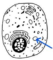 Astudent observes this cell under the microscope. he is discussing the structure indicated by the ar