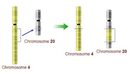 What type of chromosome mutation is shown in the image below? 1points "" a duplication b transloc