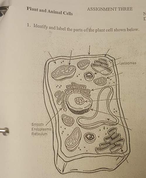 What are the parts of a plant cell?
