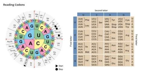 (me, brainliest)using the codon wheel or chart shown above, determine the amino acid sequence encode