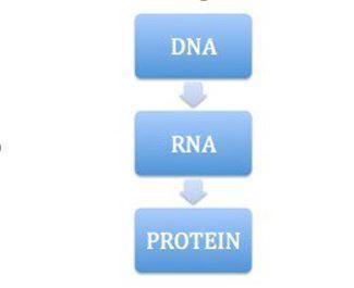 Central dogma is represented by the schematic above. name the two stages involved in protein synthes
