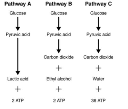 Given the inefficiency of two of the pathways shown in figure 9-4, what advantage could there be to