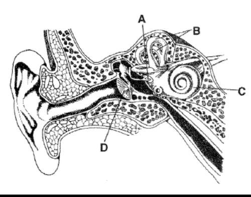 Which labeled structure in the figure below produces waves in the cochlea? a.)structure a b.)struct