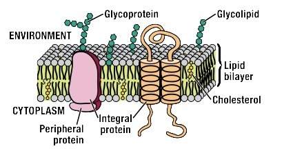 The drawing below shows a portion of the cell membrane and all of the molecules that comprise it.whi