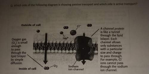 Which is showing passive transport and which is active transport?