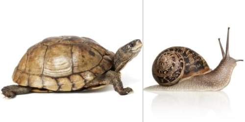 Tortoise shells and snail shells are similar in function: they protect the organism from predators.