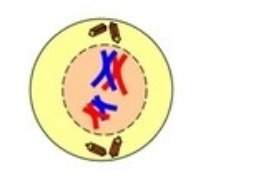 The model below represents a phase of meiosis. what stage of meiosis does the picture below represen