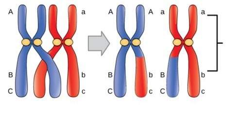 What process is shown in the diagram below? 1points a drawing showing chromatids. each member of th