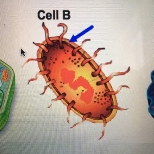 Cell b represents what type of major cell?