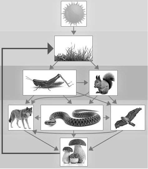 !if we removed the wolf, snake, and hawk from this food web, what best explains the impact it would