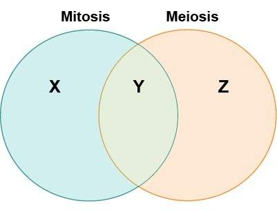 Harold makes a venn diagram to him compare and contrast mitosis and meiosis. which label belongs in