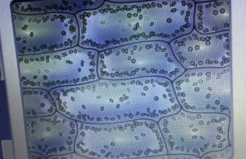 In experiment 3, what was the appearance of the elodea cells in aquarium water a: the chloroplasts w