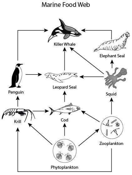 Which type of organism is missing from the food web seen in the illustration? primary consumers de